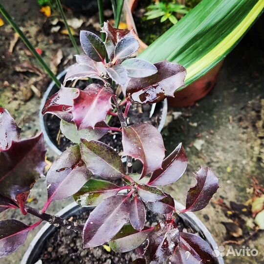 Османтус и Падуб вариег, зелен,блю ангел,мелколист