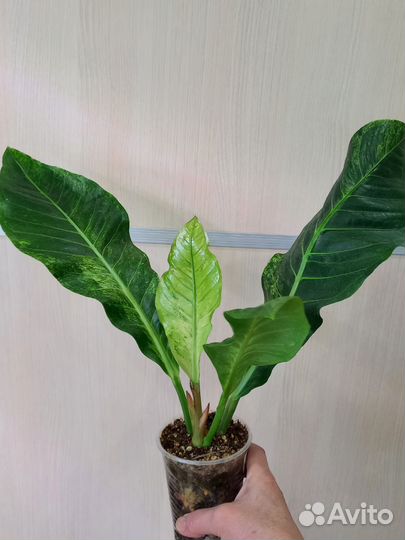 Антуриум Гуккера вариегатный