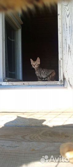 Бенгальские котята