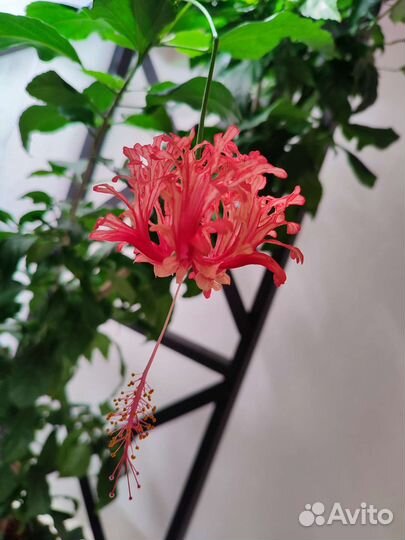 Гибискусы (срезы)