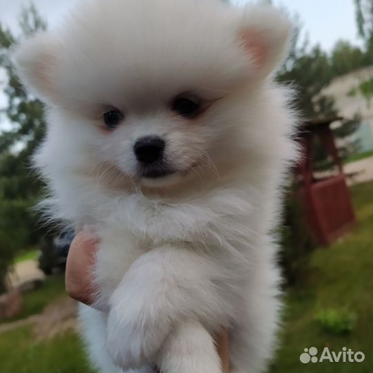 Померанская mini девочка