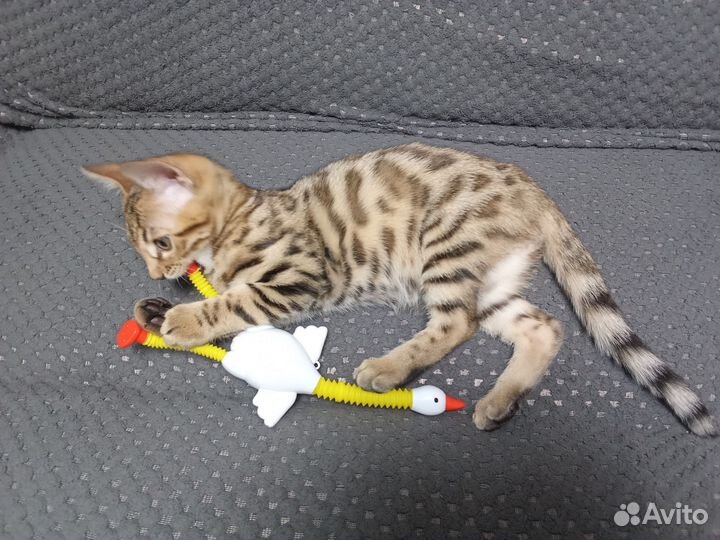 Бенгальские котята