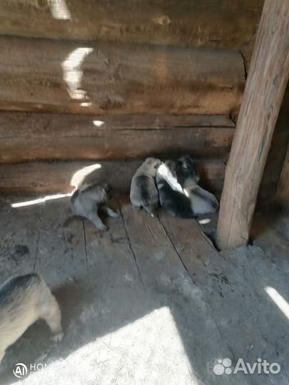 Собаки щенки