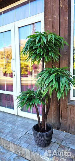 Декоративное дерево фикус Лонгифолия