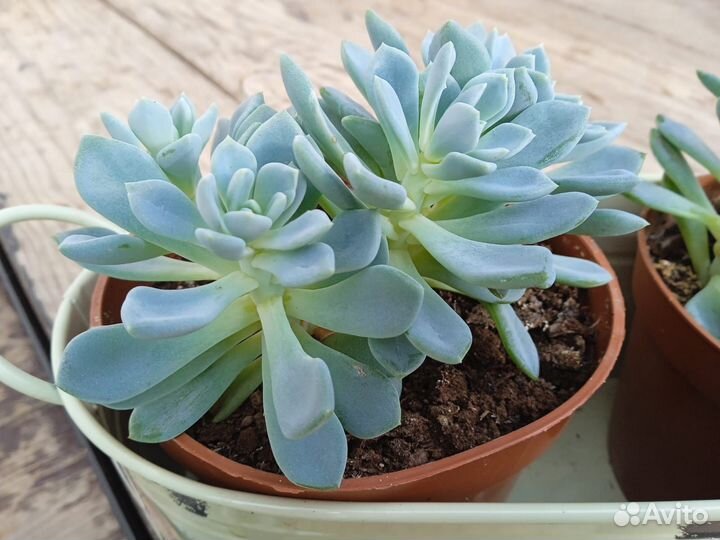 Суккуленты и цветы