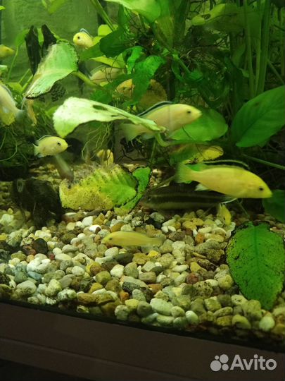 Цихлида лабидохромис, мальки Еллоу