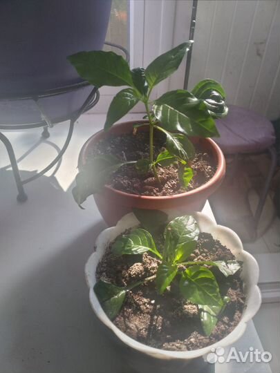 Кроссандра