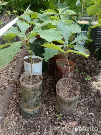 Саженцы дуба