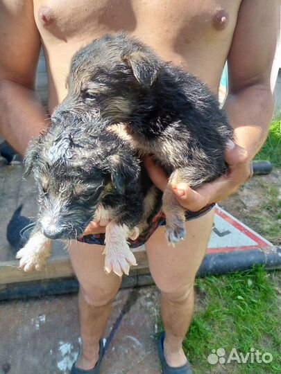 Щенки метисы в добрые руки