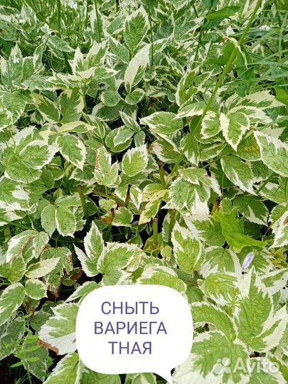 Сныть вариегатная