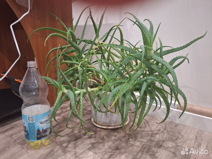 Алое 12-летний