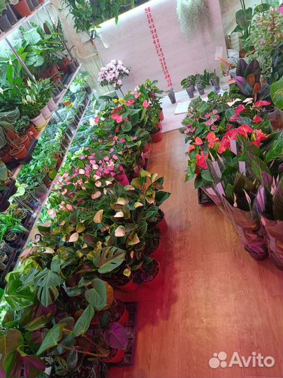 Комнатные растения