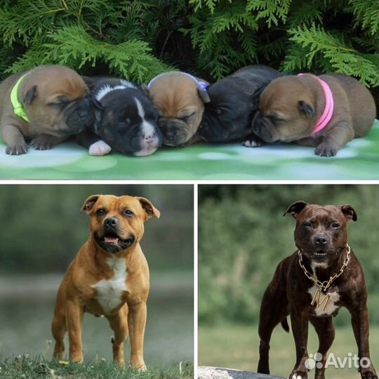 Щенки стаффордширский бультерьер
