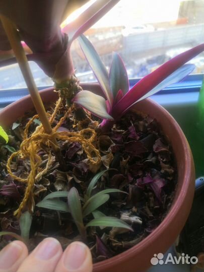 Рео или традесканция разноцветная (отросток)