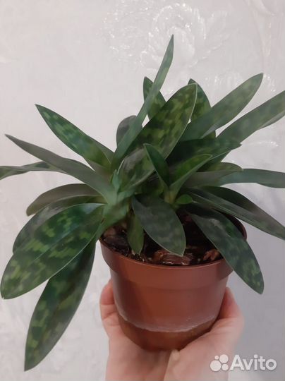 Орхидея paphiopedilum