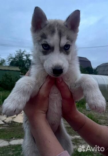 Щенки сибирской хаски