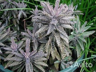 Суккуленты