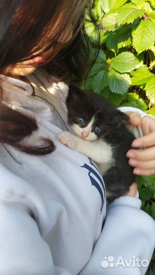 Кошки бесплатно