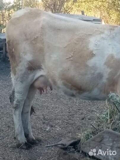 Корова тёлка бычок