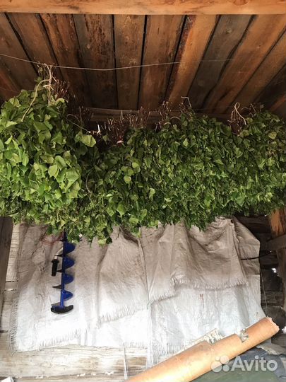 Березовые веники