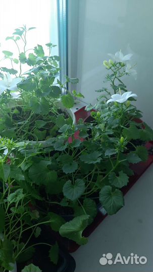 Кампанула (жених и невеста)