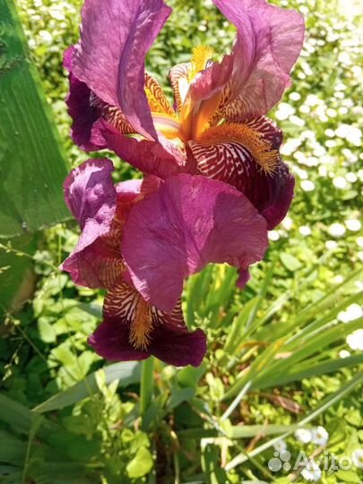 Ирисы бородатые, 5 шт