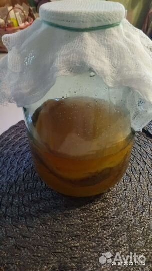 Комбуча, чайный гриб