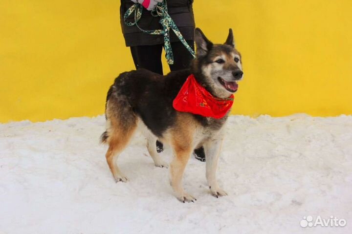 Вся его жизнь - приют