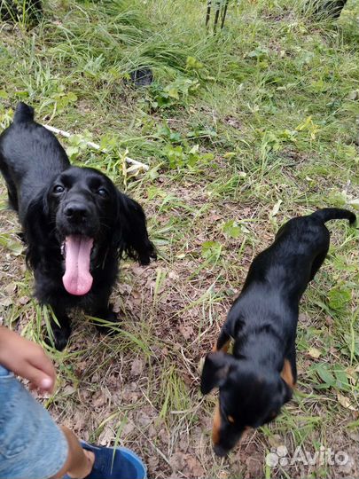 Щенки метисы спаниеля