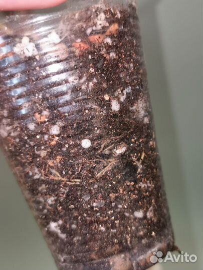 Комнатные цветы разные