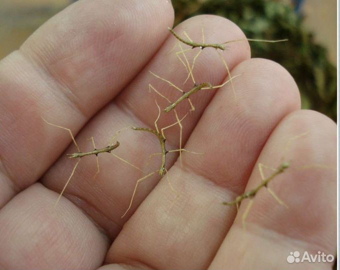 Анамские палочники