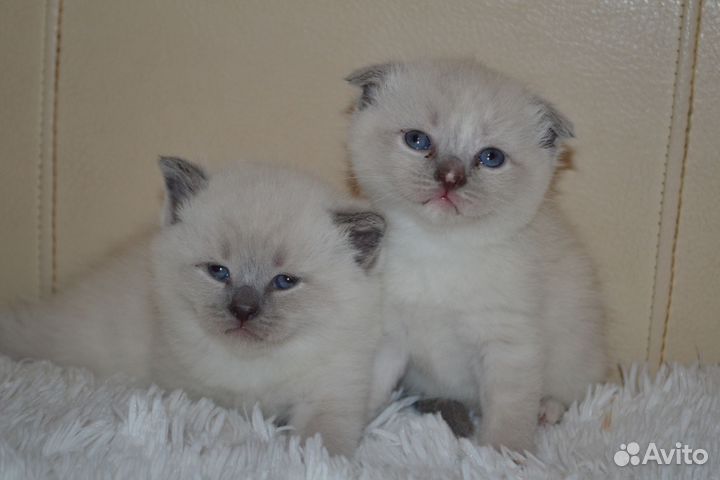 Шотландские вислоухие котята