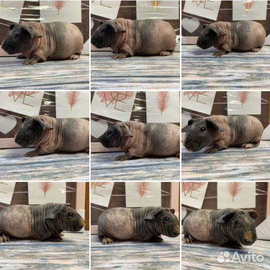 Очаровательные кабанчики