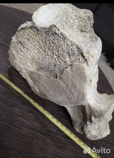 Кость мамонта