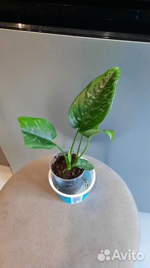 Сингониум ред спот триколор и др