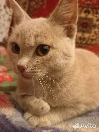 Котенок в добрые руки