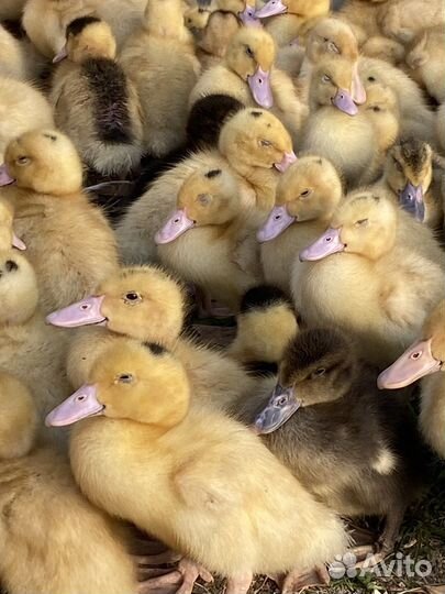 Домашняя птица