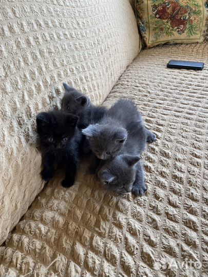 Отдам в добрые руки