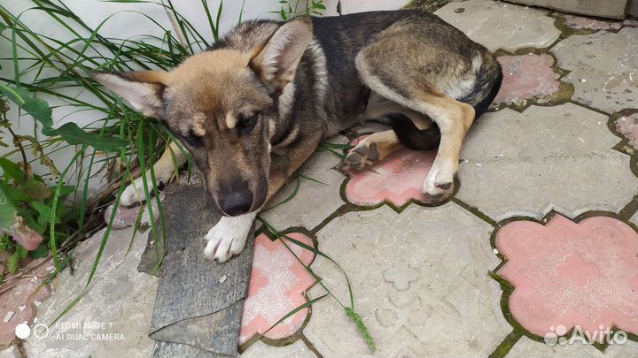 Немецкая овчарка