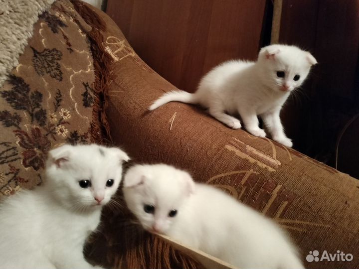 Котята в добрые руки бесплатно