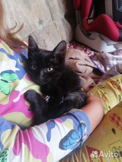 Черный котенок в добрые руки