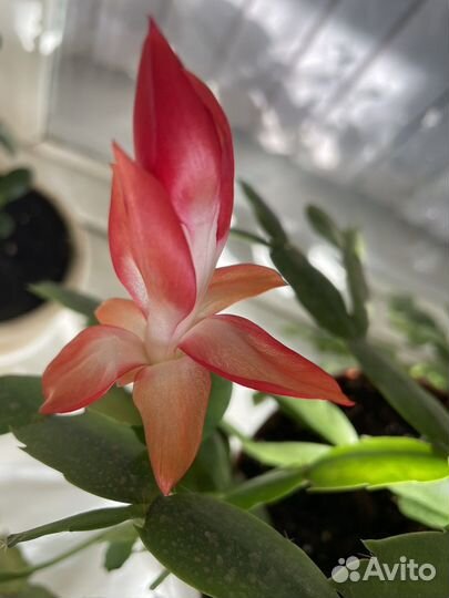 Декабрист оранжево-коралловый