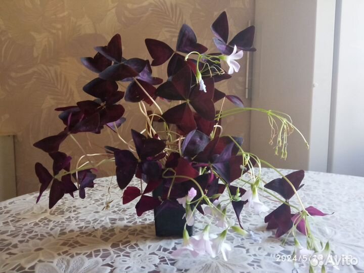 Комнатные цветы