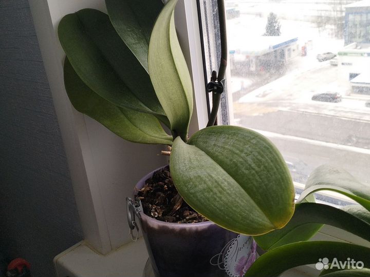 4 орхидеи,взрослые