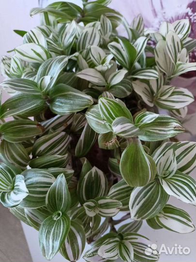 Традесканция