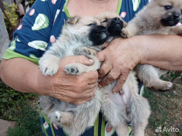 Щенки шпица