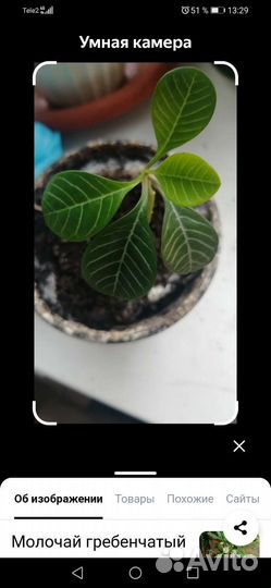 Цветок любви