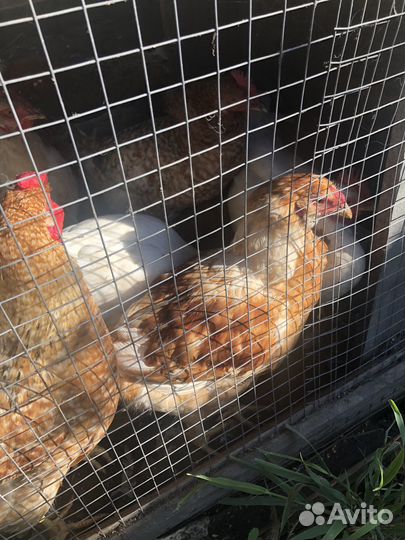 Куры несушки,молодки несушки 5месечные,и 3мес