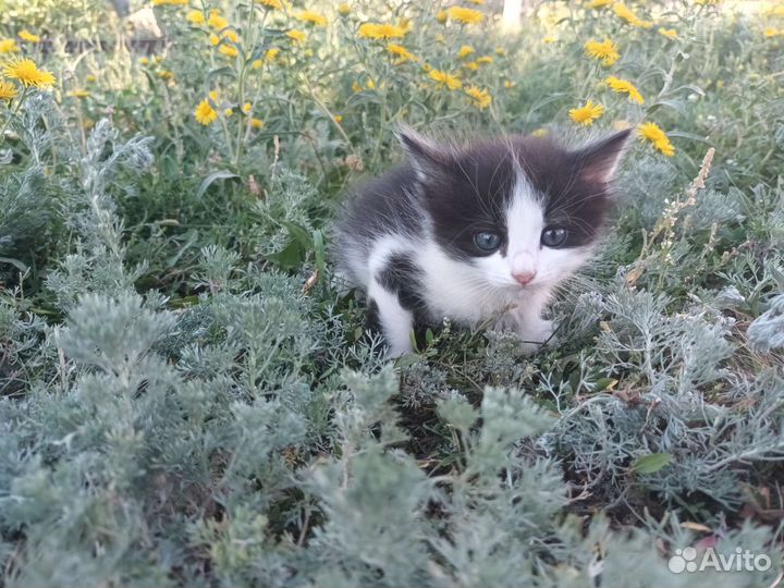 Котята в добрые руки бесплатно