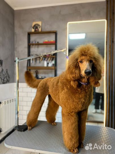 Груминг.Груминг салон The Pet Loft